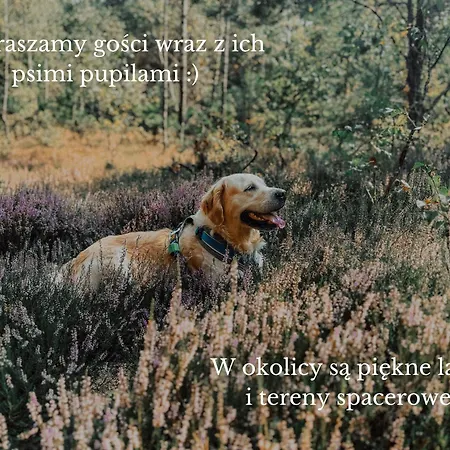 Boho Przystan Séjour chez l'habitant Łazy